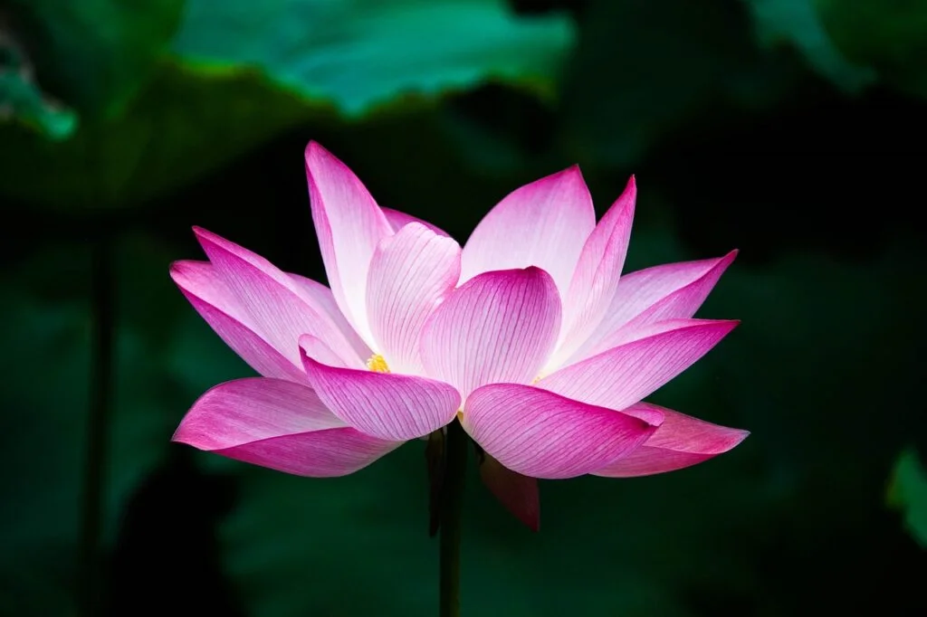 Integral Evolution Life Coaching Program